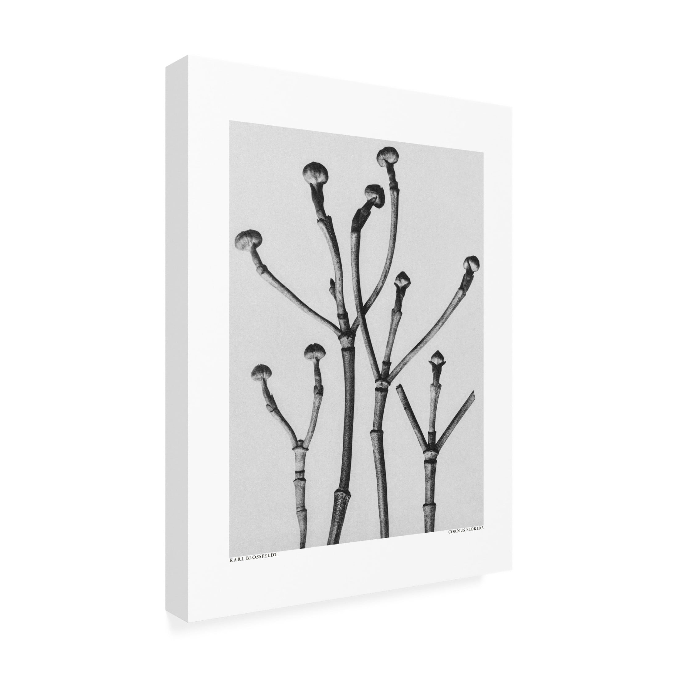 Trademark Fine Art Pictufy Cornus Florida Canvas Wall Art