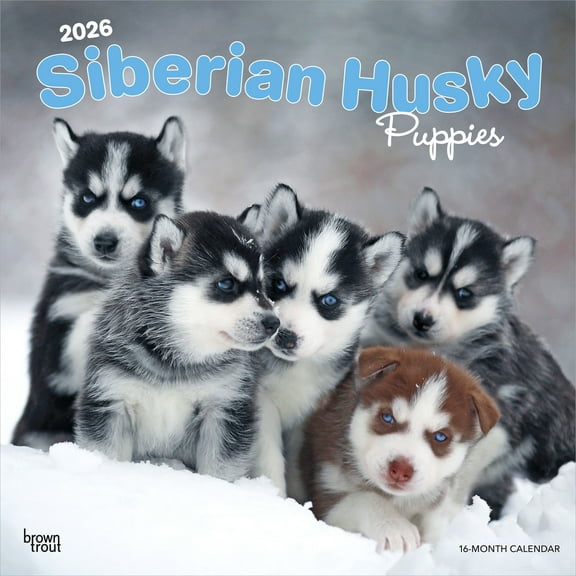 Siberian Husky Puppies | 2026 12x24" (Hanging) Wall Calendar | Plastic-Free