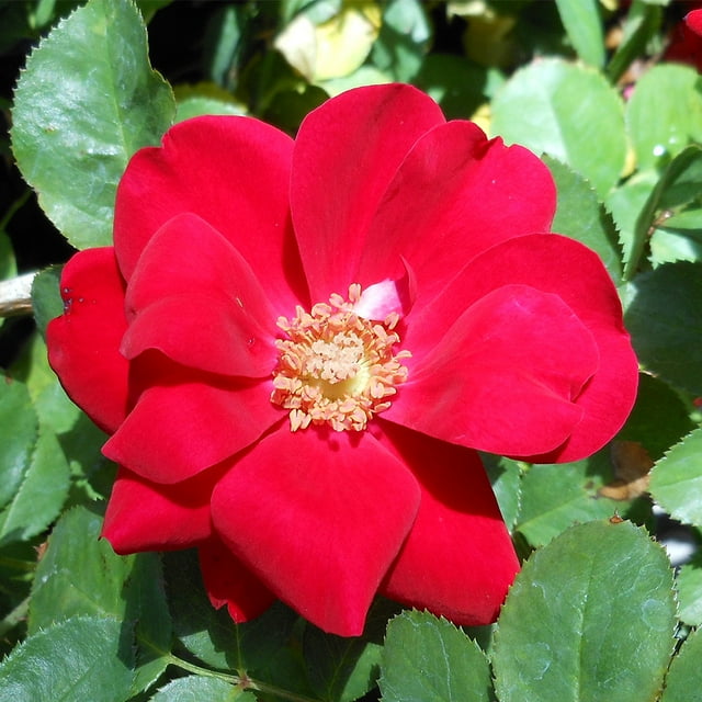 Heirloom Roses Preference® Floribunda Rose Bush