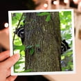 thumbnail image 7 of 3dRose, Photograph of two baby raccoons peeking out from behind a tree., 6 Greeting Cards with envelopes, 7 of 7