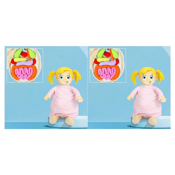 Vogacara Human Body Anatomy Model Science Learning Toys Educational Toy for School Tipo 2 2Conjunto