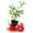 3 Plants, variant on Sirenevyi Pomegranate Tree - 4 Live Plants in 3 Inch Growers Pots - Edible Fruit Bearing Tree for The Patio and Garden