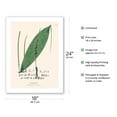 thumbnail image 2 of Bacaba Palm Tree Leaf (Oenocarpus Bacaba) - Vintage Botanical Illustration by Carl Friedrich Philipp von Martius c.1820s - Bamboo Fine Art 290gsm Paper Print (Unframed) 18x24in, 2 of 4