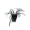 thumbnail image 4 of 6 Black Mondo Decorative Grass, 2.5 inch pot., 4 of 4