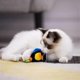 thumbnail image 5 of Interactive Cat Toys Animal Sound Interactive Squeaking Cat Toys Melody Chaser Toys For Cats To Play Alone,play And Squeak Kitten Toy ,toucan, 5 of 5