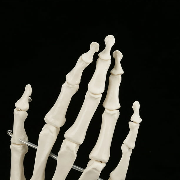 High Strength Educational Anatomical Hand Model, Lifesize Hand Skeleton, For Schools Hospital