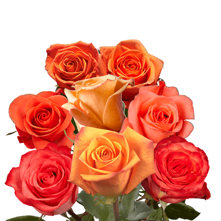 400 Assorted Orange Roses- Beautiful Fresh Cut Flowers