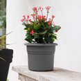 thumbnail image 2 of Bloem Posy 8" Round Plastic Planter, UV-Resistant Indoor/Outdoor Pot, Charcoal, 2 of 6