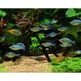 thumbnail image 2 of Seachem Laboratories Alkaline Buffer Aquarium Water Treatment 10.6 oz, 2 of 7