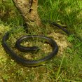 thumbnail image 3 of 80cm Realistic Appearance 3D Eyes Fake Snake Tricky Funny Spoof Artificial Snake Toy Halloween Gift, 3 of 7