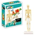 thumbnail image 1 of Youkk Modèle Éducatif de Squelette Humain 35CM DIY Anatomie Humaine Fournitures Scientifiques, 1 of 4