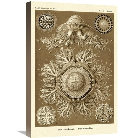Ernst Haeckel 'Haeckel Nature Illustrations: Jelly Fish - Sepia Tint' Canvas Wall Art