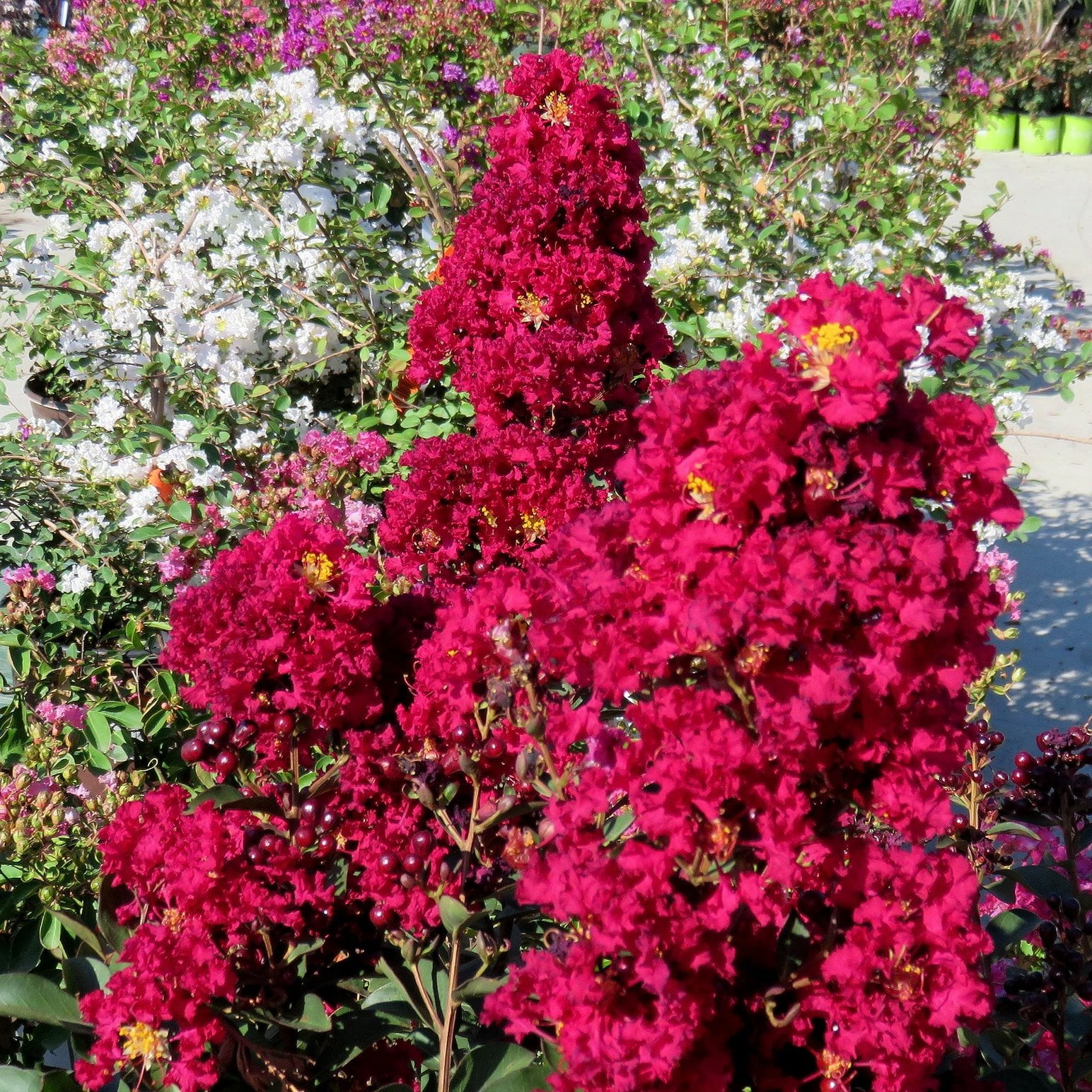 Crape Myrtle Dynamite Red  3 Live Plants  Vivid Red Blooms & Hardy Growth, Live Plant, Ornamental Shrub for Striking Garden Display