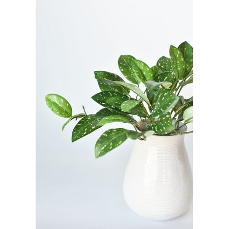 

11 Faux Green Hoya Bush