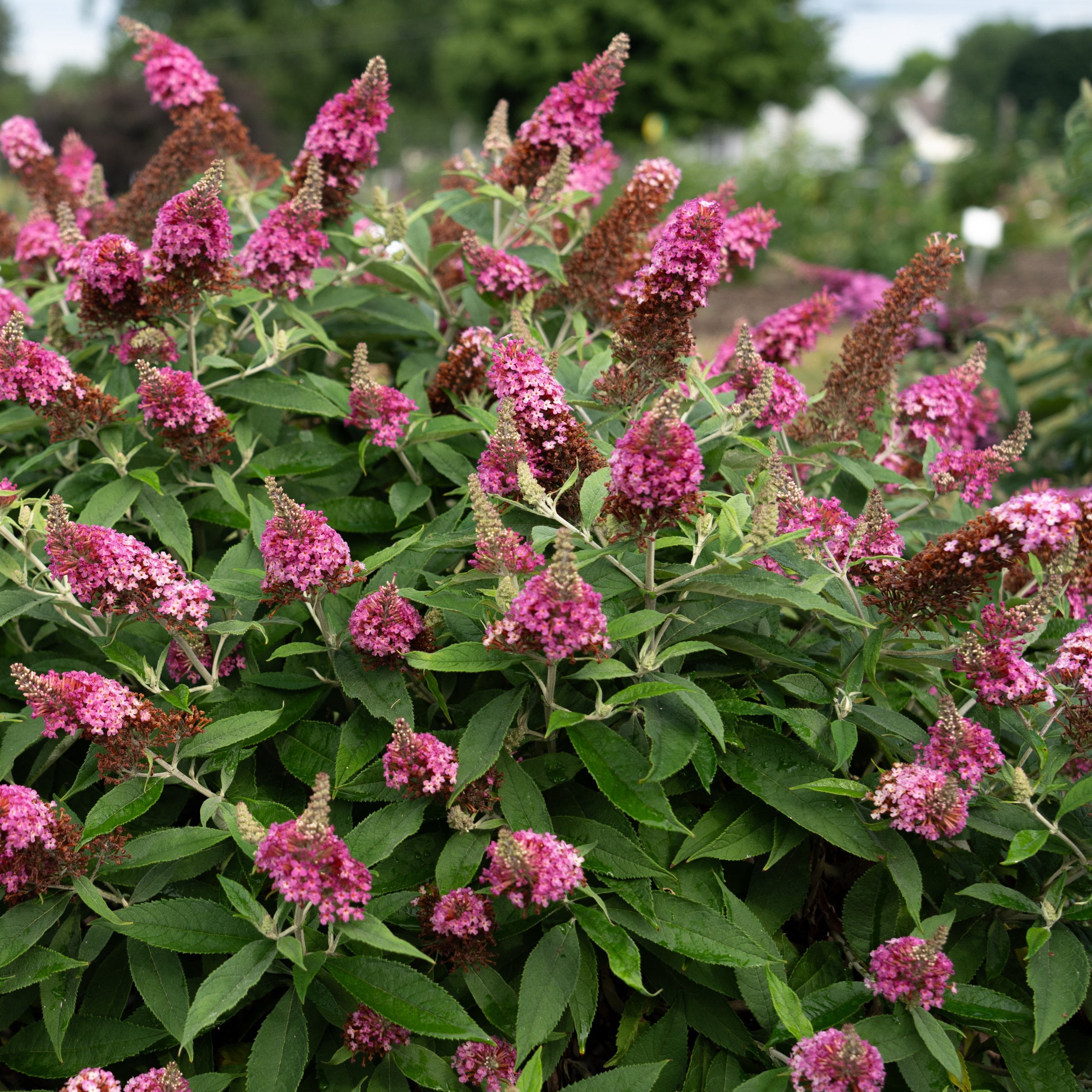 4 in. Buddleia Dapper Pink Live Shrub with Pink Flowers (3-Pack)