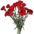 thumbnail image 4 of Clavel Colombiano Flor Natural Ramo de 20 tallos 65cm de alto - color :Rojo - Rojo, 4 of 5