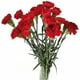 thumbnail image 4 of Clavel Colombiano Flor Natural Ramo de 20 tallos 65cm de alto - color :Rojo - Rojo, 4 of 5