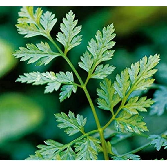 Chervil Great Garden Herb by Seed Kingdom Bulk 1/4 Seeds