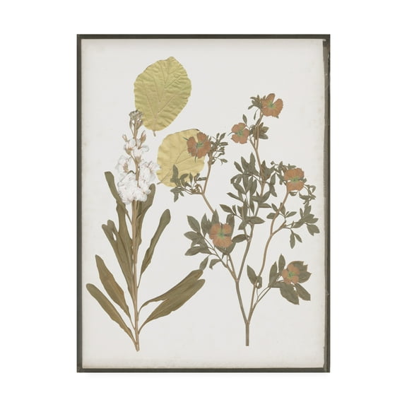 Trademark Fine Art 'Book Pressed Flowers I' Canvas Art by Jennifer Goldberger