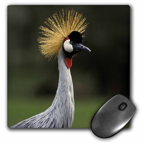 3dRose, East Africa. African Crowned Crane, bird - NA02 SWE0015 - Stuart Westmorland, MousePad