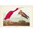 thumbnail image 2 of Audubon, John James 14x11 White Modern Wood Framed Museum Art Print Titled - Pl 397 Scarlet Ibis, 2 of 4