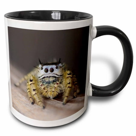 

3dRose Jumping Spider New Braunfels Hill Country Texas - NA02 RNU0169 - Rolf Nussbaumer - Two Tone Black Mug 11-ounce