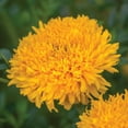 Burpee Mission Giant Yellow Marigold Flower Seed, 1Pack