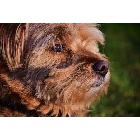 Canvas Print Animal Pet Dog Small Hybrid Head Mammal Hairy Stretched Canvas 10 x