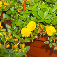 thumbnail image 5 of Pack of 2 Jumbo Yellow Portulaca Live Starter Plants for Planting, Portulaca Grandiflora, Yellow Portulaca Plant for Your Gardening, 4-9 Inch Tall, No Ship Pot, 5 of 8