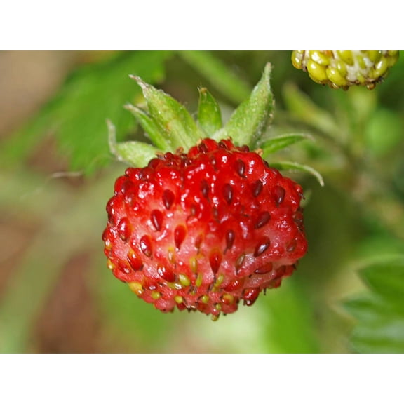 100 Seeds VESCA BARON STRAWBERRY Solemacher Berry Fragari Fruit Seeds