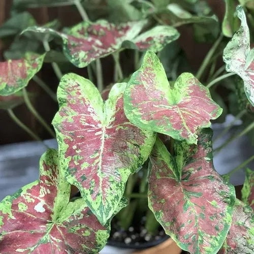 Blue Buddha Farm: Mesmerized Caladium (2 Bulbs) - Easy to Grow Indoor or Outdoor Perennial Plant