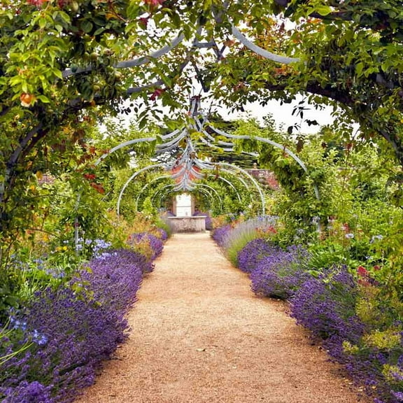 Eden Brothers Lavender Seeds - Munstead, Non-GMO Seeds for Planting, 1/4 lb | Low-Maintenance Herb Seeds, Plant During Spring or Fall, Zones 5, 6, 7, 8, 9