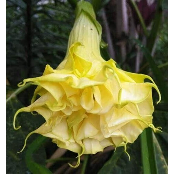 10 Triple Yellow Angel Trumpet Seeds