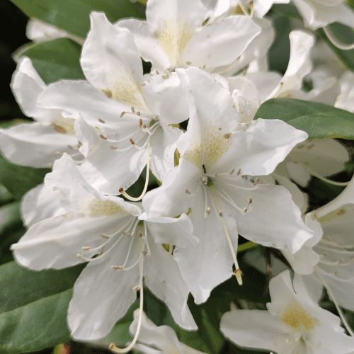 White Azalea Live Plant, Rhododendron Flower Shrub, 6-10 Inches Plant for Outdoor Garden