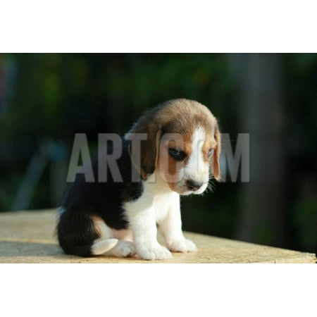 Hurt Him Eye Beagle Puppy in Natural Green Background Print Wall Art By