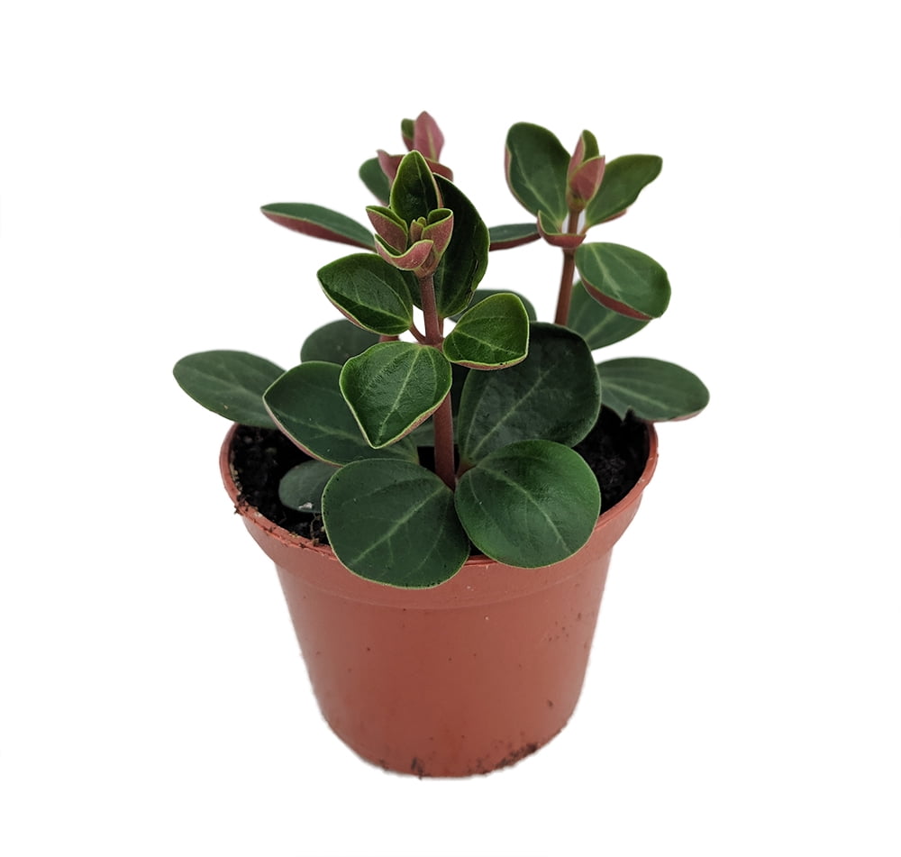 Red Ecuador Peperomia 2.5" Pot Easy to Grow Succulent House Plant