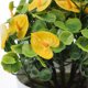 thumbnail image 4 of unbranded Bonsái Artificial Amarillo Con Maceta Decorativa Para Y Ambiente Fresco, 4 of 6