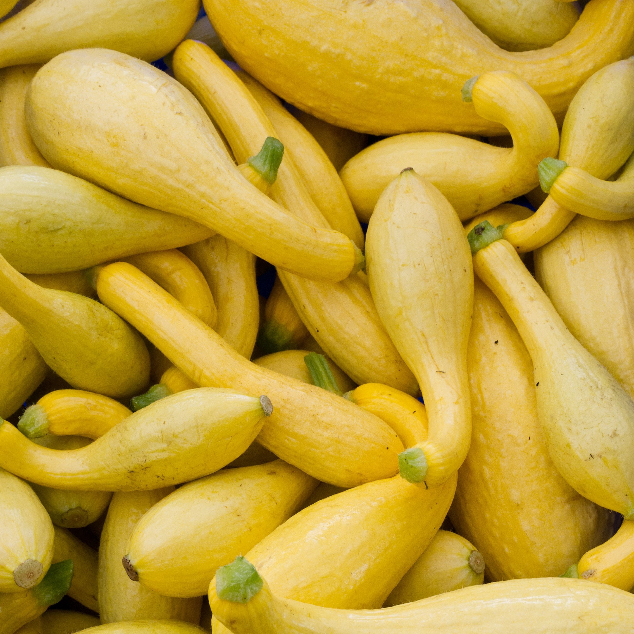 2.5 in. Live Vegetable Pic-N-Pic Yellow Squash Plant (3-Pack)