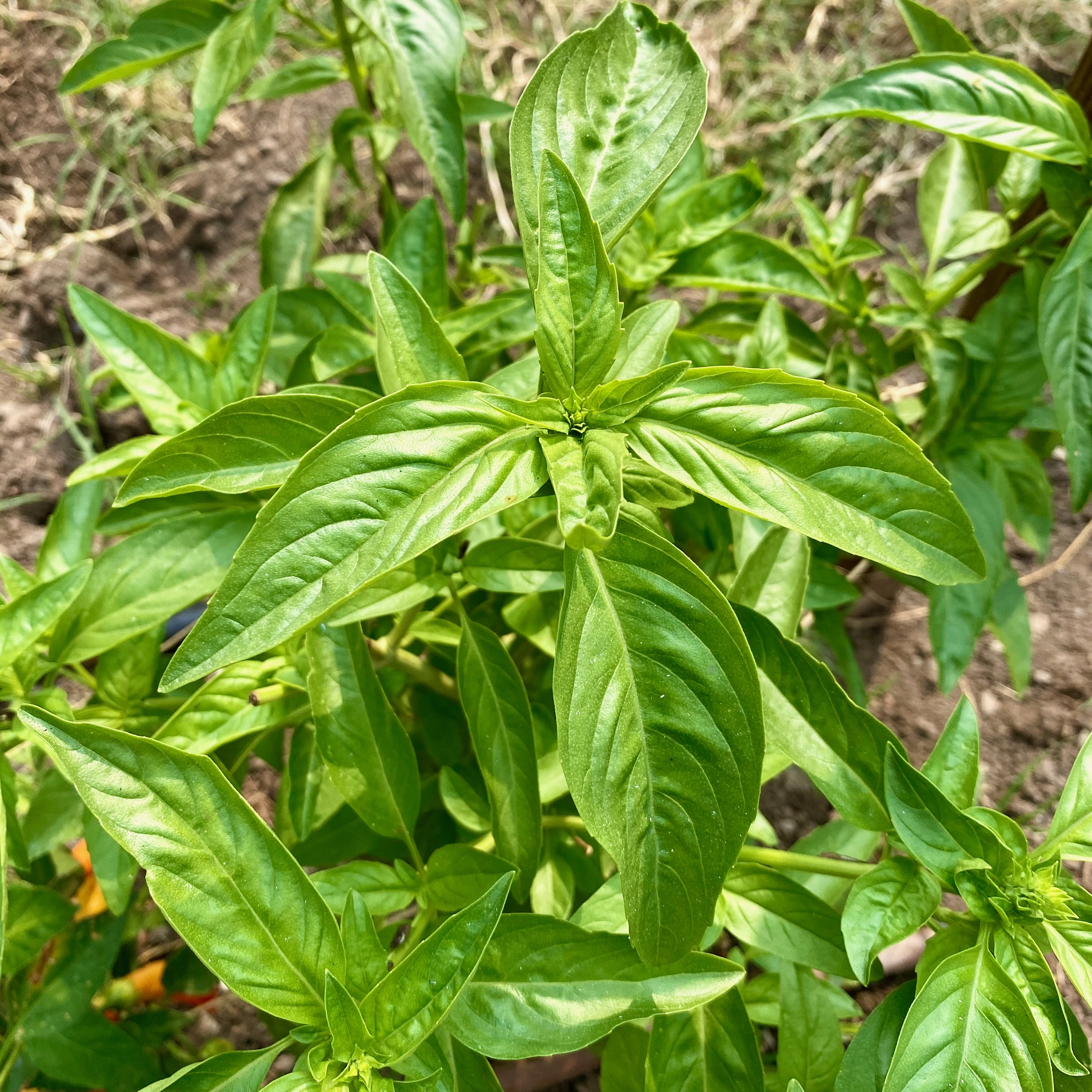 Plant Good Seed Culinary Basil Seeds - 7 Packet Collection - Heirloom Herb Seed, Full Sun Perennial