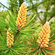 Pine Pollen Organics