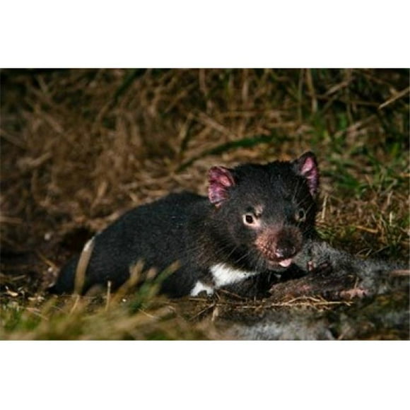 Danita Delimont PDDAU01MZW0083 Tasmanian Devil Wildlife Eating Carrion Tasmania Poster Print by Martin Zwick, 18 x 12