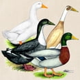 thumbnail image 3 of CafePress - Duck Quartet Tote Bag - Unisex Canvas Tote Bag, Beige, 1-Piece, 3 of 8