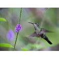 thumbnail image 2 of Fitzharris, Tim 24x19 White Modern Wood Framed Museum Art Print Titled - White Necked Jacobin Hummingbird Female at Porterweed, 2 of 4