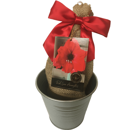 Daylily Nursery Red Lion Amaryllis Plant Bulb with Rustic Silver Tin Pot, Burlap Sack, Red Ribbon, Professional Growing Medium
