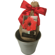 Red Lion Amaryllis Bulb in a Rustic Silver Tin Pot, With a Burlap Sack, a Red Ribbon and a Professional Growing Medium