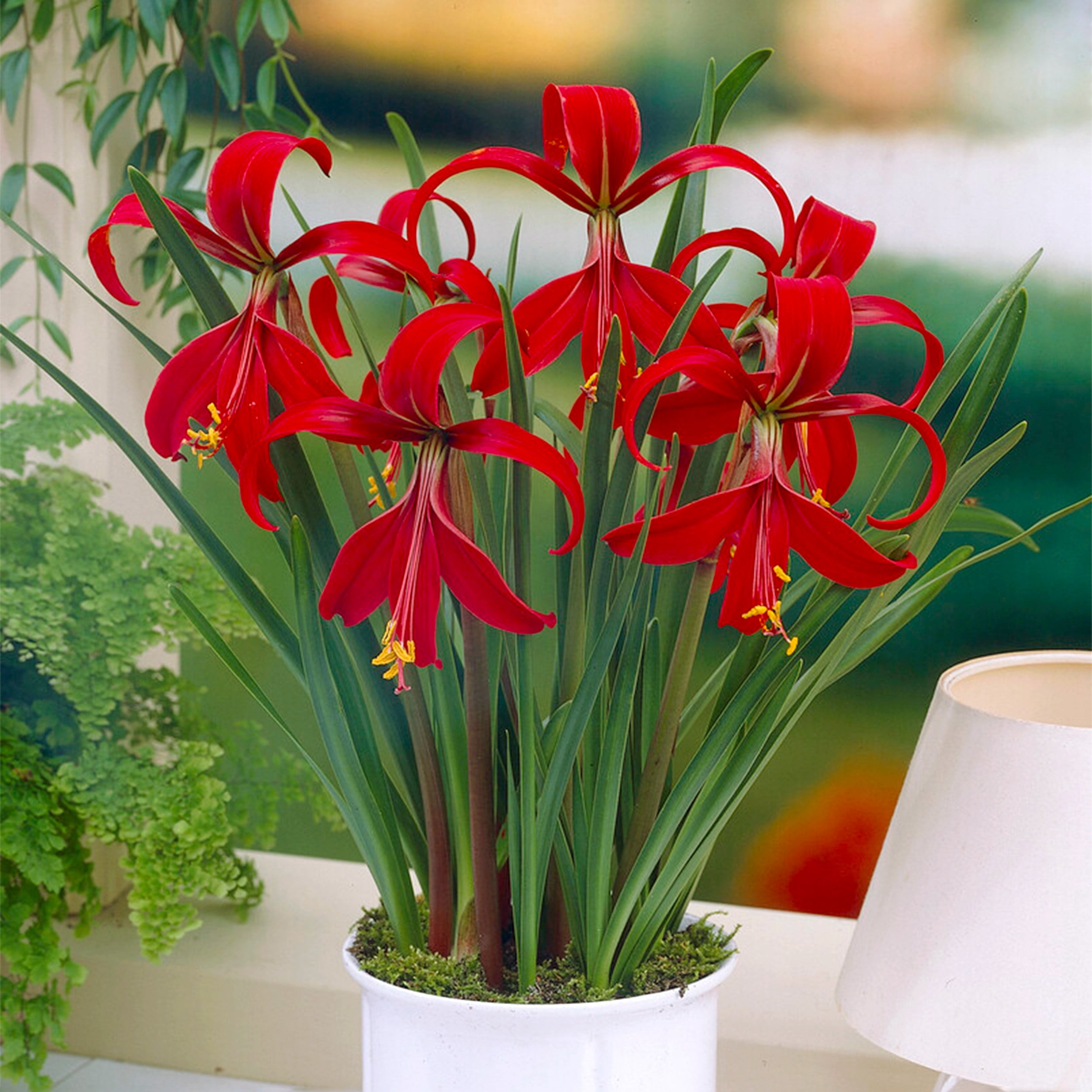 Garden State Bulb Aztec Lily Sprekelia Formosissima Flower Bulbs, 16/18cm, Spring Planting (Bag of 10)