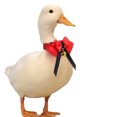 thumbnail image 1 of Bangcool Collier de Canard Réglable, Collier de Poulet Mignon, Nœud Papillon pour Animaux, Collier d'Oie avec Cloche, 1 of 10