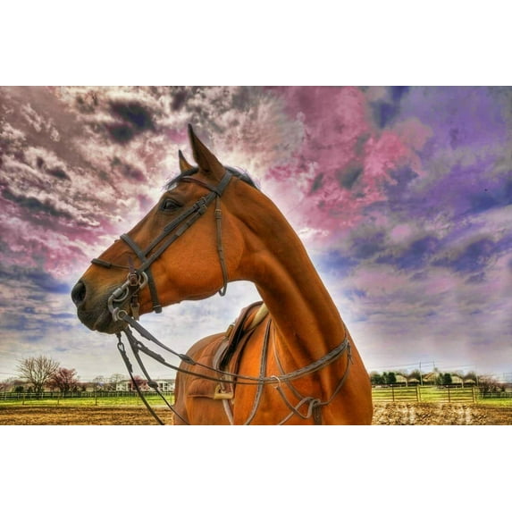 Horse HDR - CANVAS OR FINE PRINT WALL ART