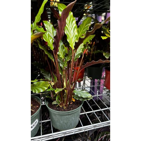Velvet Prayer Plant-Calathea Rufibarba-Air Purifying Indoor Plant  6" Pot