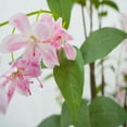 thumbnail image 6 of Artificial Tree,Flower Plants Artificial Tree,5ft Faux Floral Plant Blooming Tree in Pot,Artificial Tree Greenery Potted Plant for Indoor Outdoor Office Home Porch Decor, 6 of 7